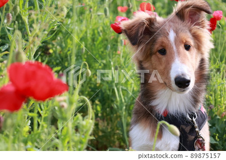 Puppies and poppies 89875157