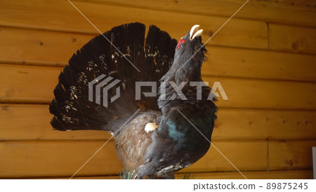 Stuffed black grouse on the wall. Scenery wood grouse in a hunting house. The camera is moving. Stuffed black grouse on the wall. Scenery wood grouse in a hunting house. The camera is moving. 89875245