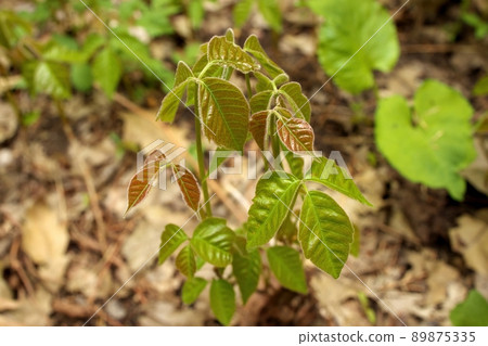 Close up of a Patch of Poison Ivy Plants Freshly Sprouted in the Spring Close up of a Patch of Poison Ivy Plants Freshly Sprouted in the Spring 89875335