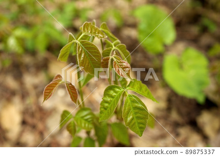Close up of a Patch of Poison Ivy Plants Freshly Sprouted in the Spring Close up of a Patch of Poison Ivy Plants Freshly Sprouted in the Spring 89875337