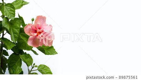 Pink hibiscus flower with green leaves 89875561