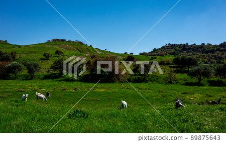 Mountain goats in a water meadow on the Mediterranean coast on the island of Cyprus. Mountain goats in a water meadow on the Mediterranean coast on the island of Cyprus. 89875643