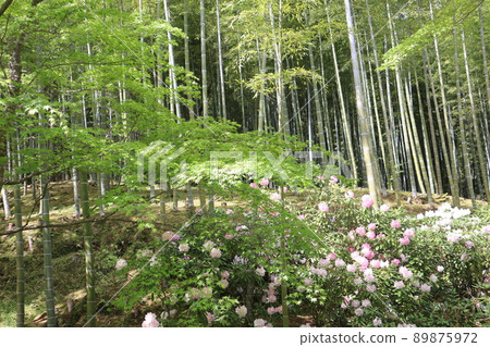 可以看到竹林群山、盛開著淡粉色和白色花瓣的石楠木花以及新鮮的綠色藍楓樹枝的庭園景觀。 可以看到竹林群山、盛開著淡粉色和白色花瓣的石楠木花以及新鮮的綠色藍楓樹枝的庭園景觀。 89875972