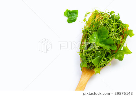 Lvy Gourd leaves on white background. 89876148