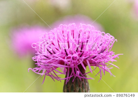 Serratula coronata, wild grass, meadow flowers, pink flowers, close-up Serratula coronata, wild grass, meadow flowers, pink flowers, close-up 89876149