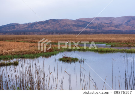 A great heron hunts in the morning foggy swamp. Beautiful landscape 89876197