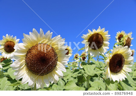 清晨的陽光輕輕包裹著潔白的向日葵田 清晨的陽光輕輕包裹著潔白的向日葵田 89876948