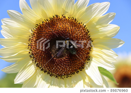 Insects are also invited by the sweet scent to collect nectar in the morning Insects are also invited by the sweet scent to collect nectar in the morning 89876960