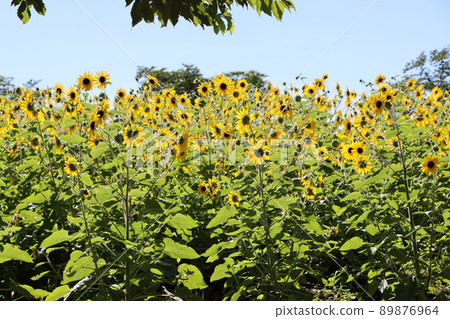 在早晨的陽光下似乎伸展的向日葵 在早晨的陽光下似乎伸展的向日葵 89876964