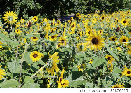 簇擁著夏天形象的向日葵也很吸引人 簇擁著夏天形象的向日葵也很吸引人 89876965