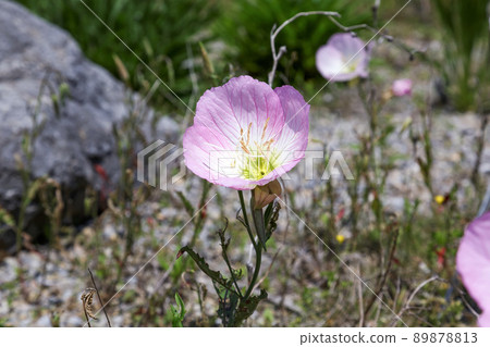 Although it is a naturalized plant, its Japanese name is Evening Primrose in the daytime [Evening Primrose] 89878813