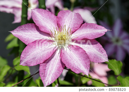 Light purple clematis flower [Queen of vines] 89878820