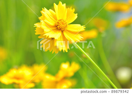 Quince Quince 89879342