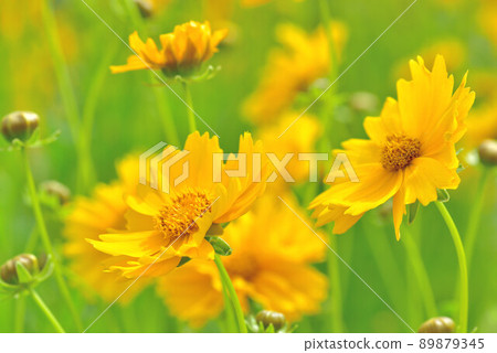 Quince Quince 89879345