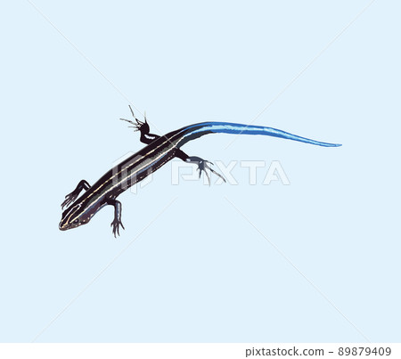 Barber Lizard 89879409