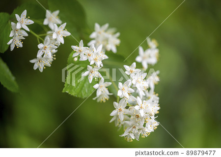 雨後,白花花瓣上的水珠 雨後,白花花瓣上的水珠 89879477