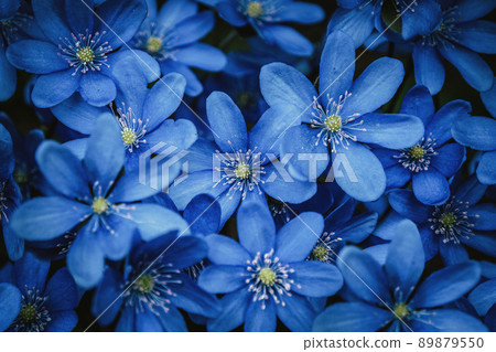 Blue flowers background Blue flowers background 89879550