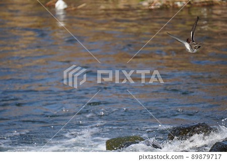 A duck flies A duck flies 89879717