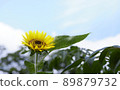向日葵 89879732