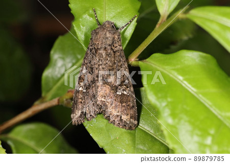 Creatures Insects Spodoptera frugiperda and larvae lie in the soil during the day and crawl out at night to devour the leaves of various plants. 89879785