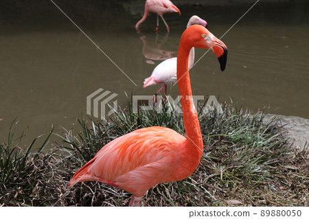 Flamingo American flamingo Flamingo American flamingo 89880050
