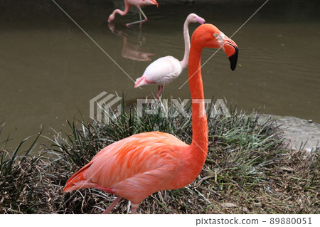 火烈鳥 美國火烈鳥 89880051
