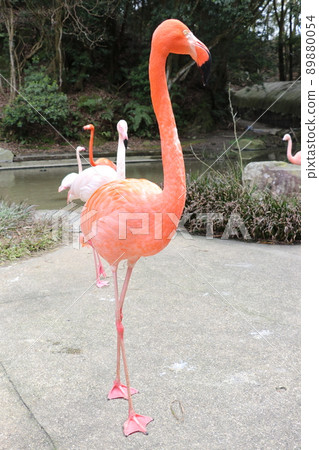 Flamingo American flamingo Flamingo American flamingo 89880054