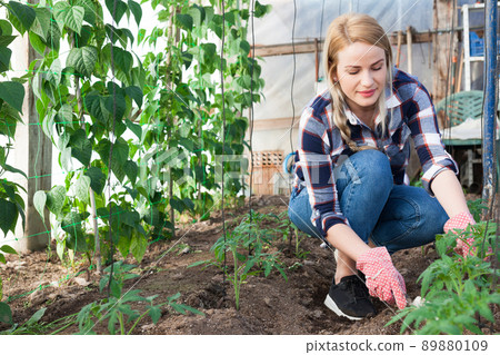 Young woman farmer caring for pea sprouts in a greenhouse Young woman farmer caring for pea sprouts in a greenhouse 89880109