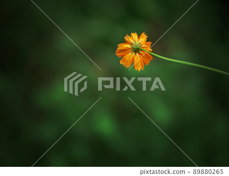 a plant, plant, inflorescence 89880265