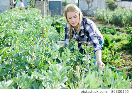 Young woman gardener working with beans seedlings in sunny garden 89880305