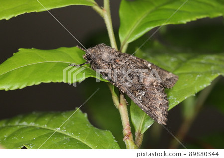 Creatures, insects, Spodoptera frugiperda, and larvae eat almost any plant. A nuisance for farmers 89880344