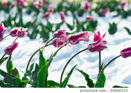 即使是春天,白雪皚皚的鬱金香花田 即使是春天,白雪皚皚的鬱金香花田 89880535