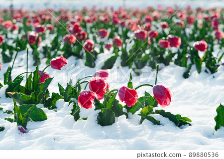 即使是春天,白雪皚皚的鬱金香花田 即使是春天,白雪皚皚的鬱金香花田 89880536