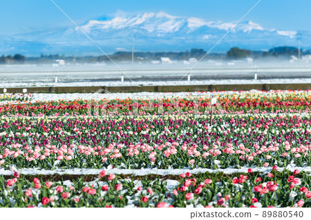 Tulip fields with snow and Mt. Kurikoma with remaining snow Tulip fields with snow and Mt. Kurikoma with remaining snow 89880540