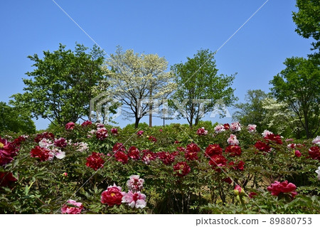 開花的東松山牡丹園 開花的東松山牡丹園 89880753