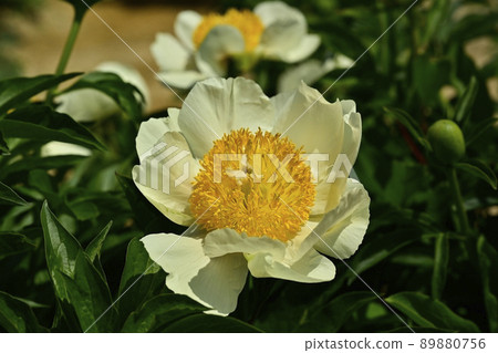 開花的東松山牡丹園 開花的東松山牡丹園 89880756