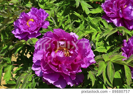 開花的東松山牡丹園 開花的東松山牡丹園 89880757