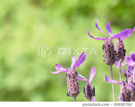 薰衣草薰衣草 89880760