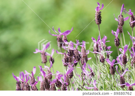 Lavender lavender Lavender lavender 89880762