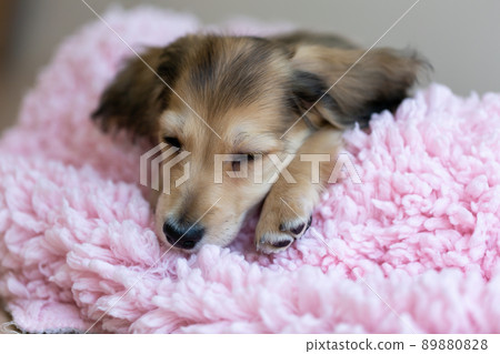 Puppy Kaninhen Dachshund Puppy Kaninhen Dachshund 89880828