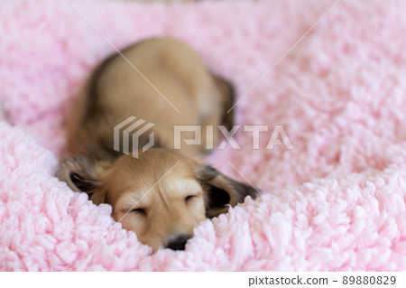 Puppy Kaninhen Dachshund Puppy Kaninhen Dachshund 89880829