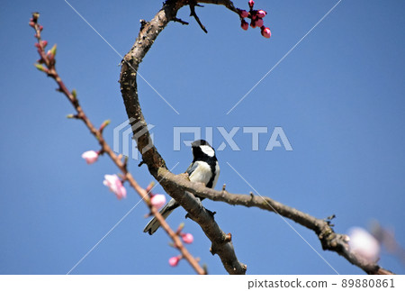 札幌平岡公園的梅林盛開。這是一頭巨大的山雀,棲息在被白梅花環繞的樹枝上,在湛藍的天空中。 札幌平岡公園的梅林盛開。這是一頭巨大的山雀,棲息在被白梅花環繞的樹枝上,在湛藍的天空中。 89880861