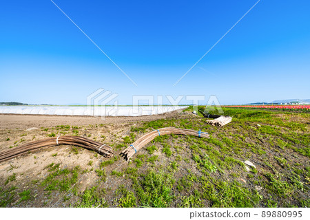 Agricultural field tunnel cultivation and bamboo stanchions 89880995
