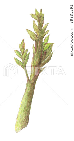 Udo 水彩鉛筆野菜插圖背景透明 Udo 水彩鉛筆野菜插圖背景透明 89881391