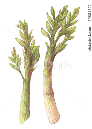 Udo 水彩鉛筆野菜插圖背景透明 89881392