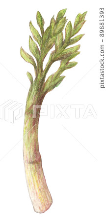 Udo watercolor pencil wild vegetable illustration background transparent 89881393