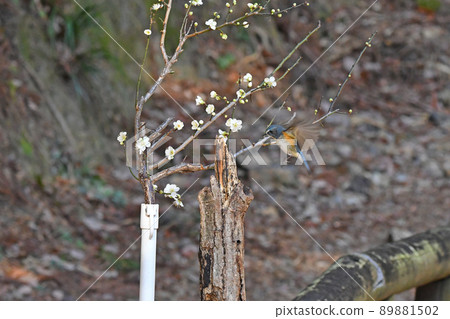 The moment when a male red-flanked bluetail stops on a perch. 89881502