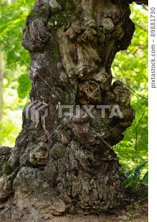 Tree trunk that makes you feel the history 89881730
