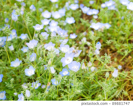 蜜蜂偷偷反映與nemophila 89881747