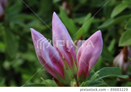 春天在日本公園綻放的淡粉色杜鵑花蕾 89883229